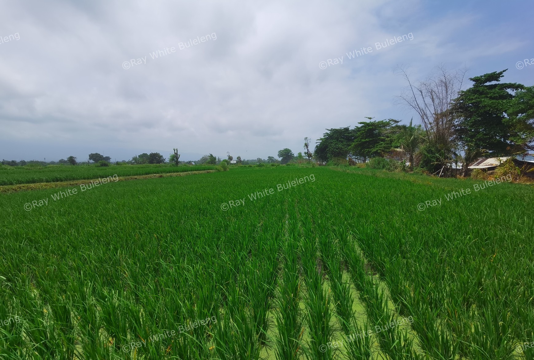 BEACH VIEW LAND LOCATED IN SINGARAJA CITY SIDE