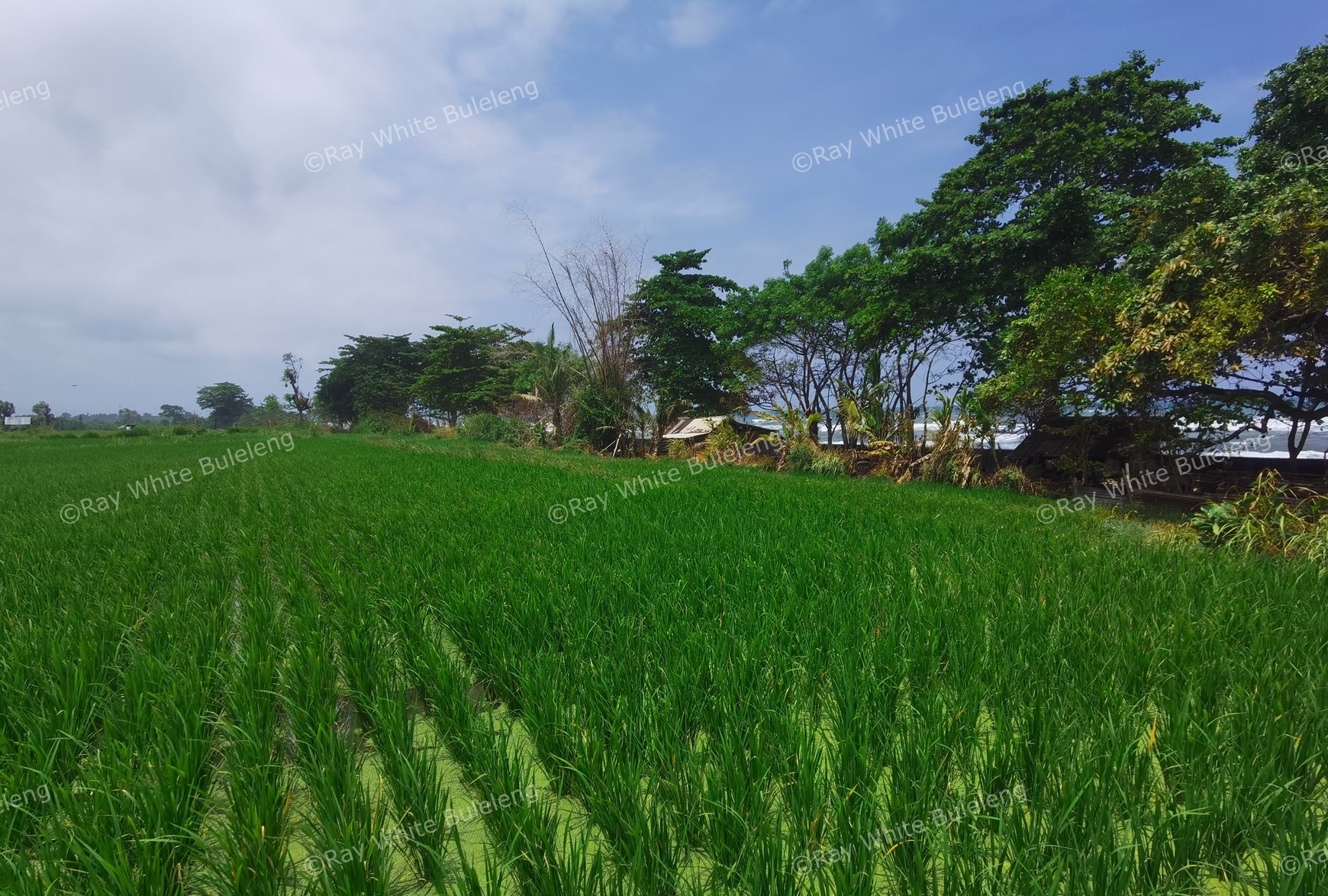 BEACH VIEW LAND LOCATED IN SINGARAJA CITY SIDE