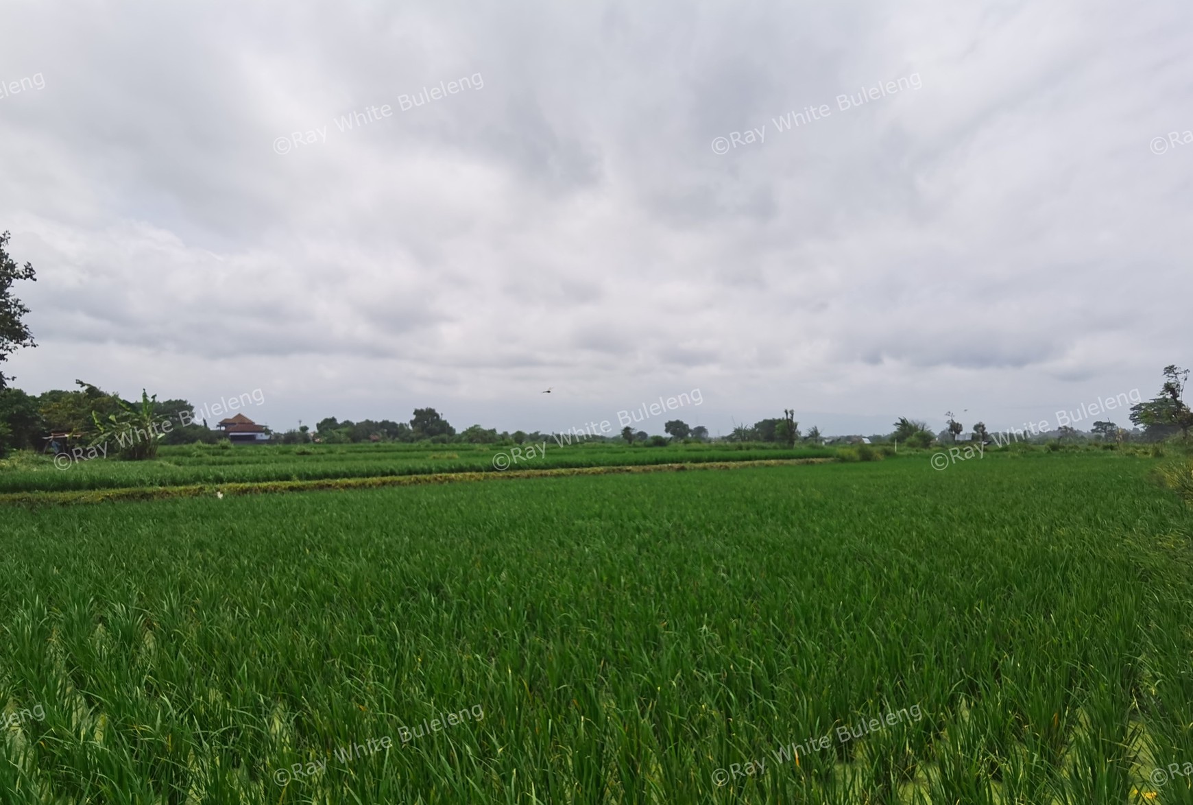 BEACH VIEW LAND LOCATED IN SINGARAJA CITY SIDE