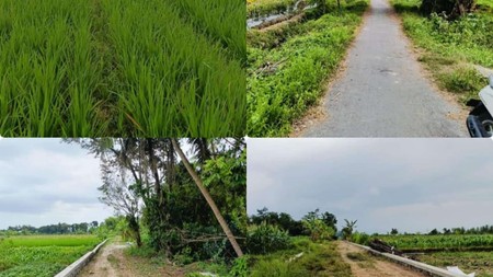 Tanah Sawah Luas 1413 Meter Persegi Lokasi di Tambakrejo Tempel