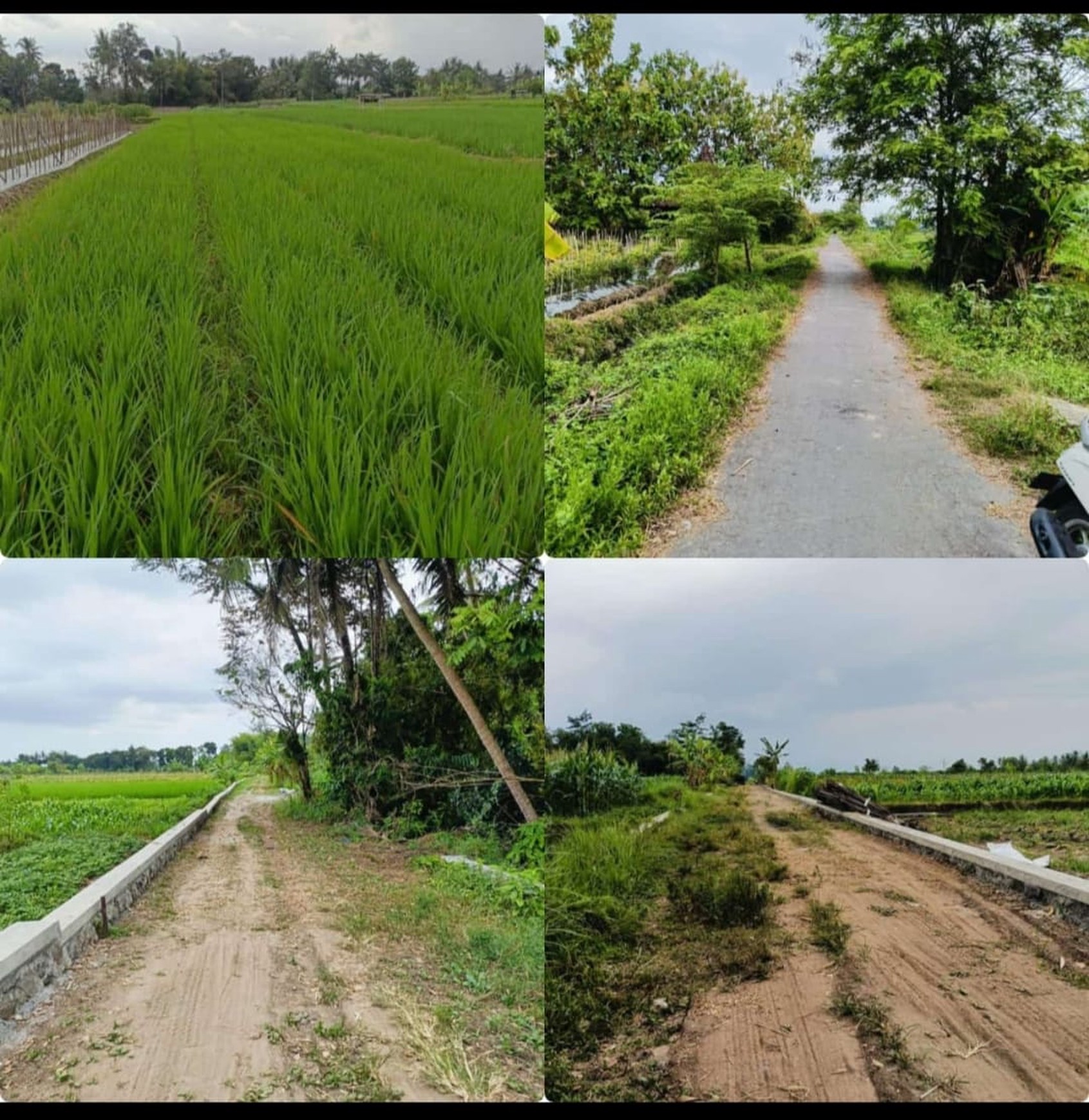Tanah Sawah Luas 1413 Meter Persegi Lokasi di Tambakrejo Tempel