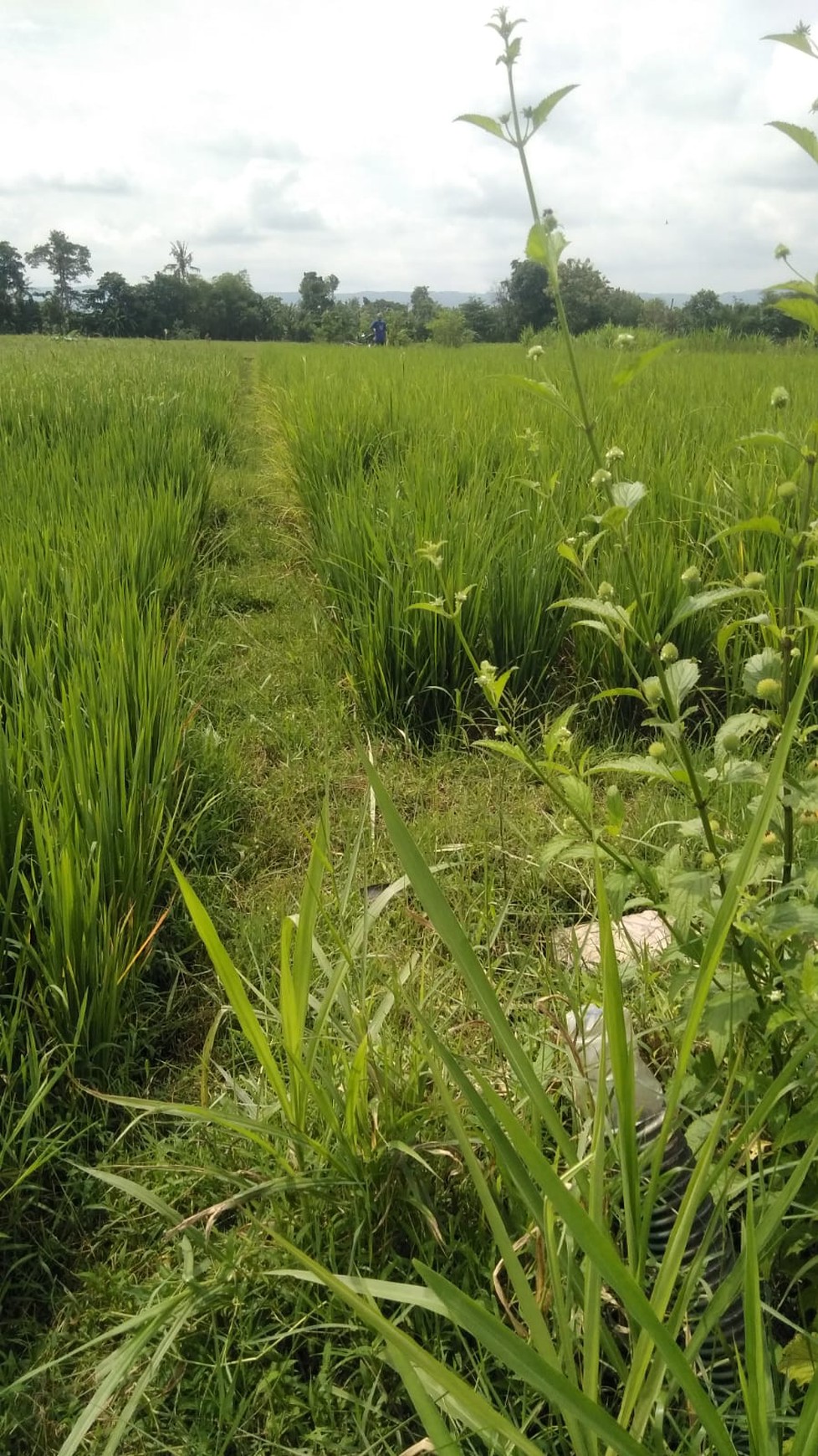Tanah Sawah 872 Meter Persegi Lokasi Timbulharjo Sewon Bantul