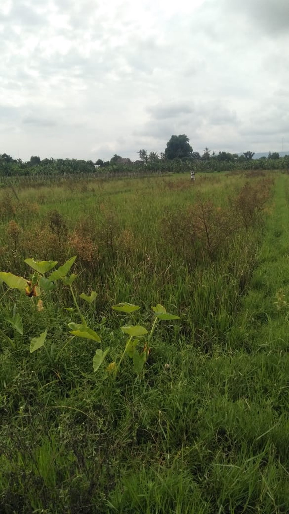 Tanah Sawah 872 Meter Persegi Lokasi Timbulharjo Sewon Bantul