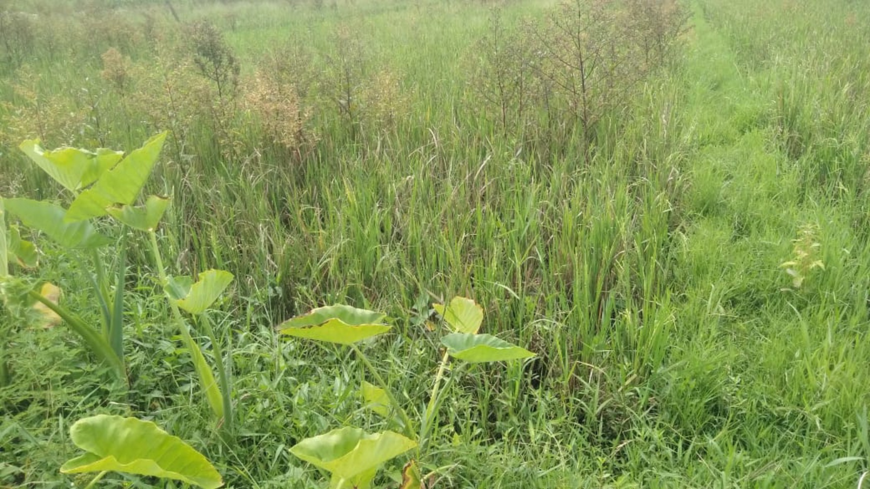 Tanah Sawah 872 Meter Persegi Lokasi Timbulharjo Sewon Bantul