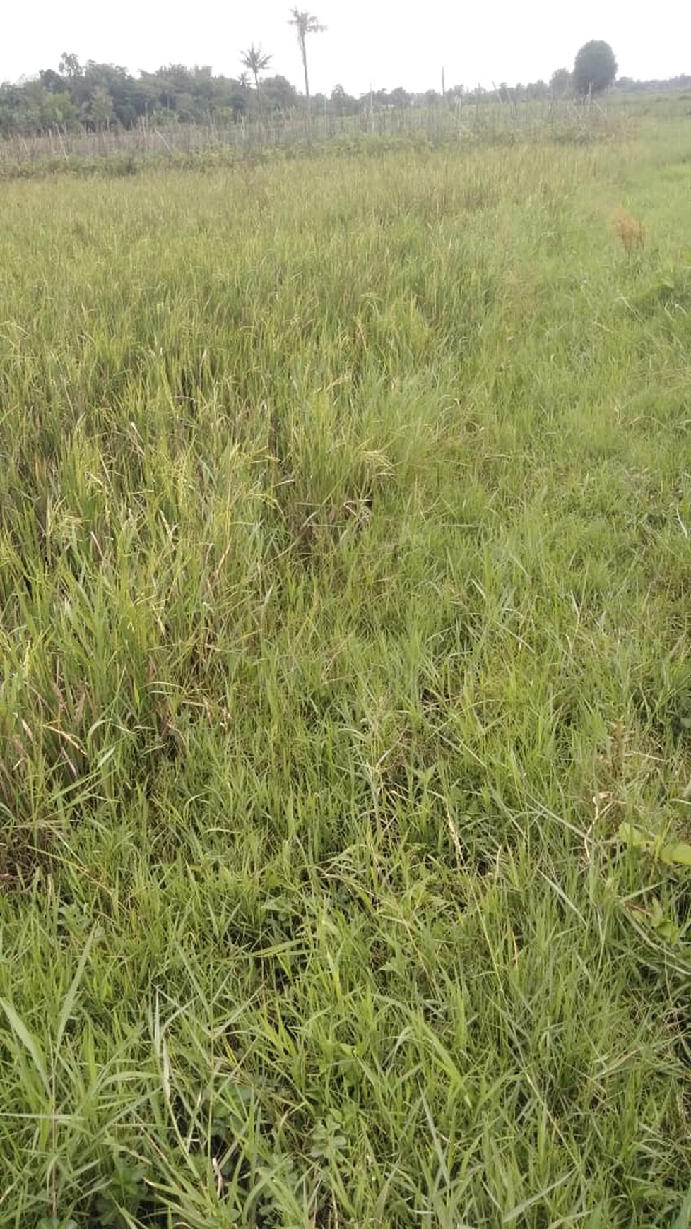 Tanah Sawah 872 Meter Persegi Lokasi Timbulharjo Sewon Bantul