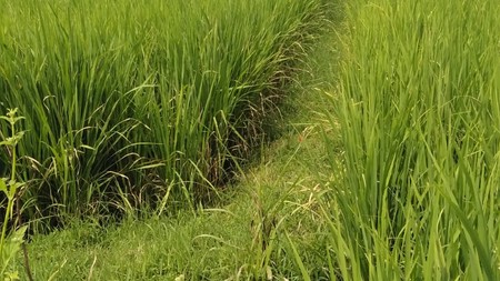 Tanah Sawah 872 Meter Persegi Lokasi Timbulharjo Sewon Bantul