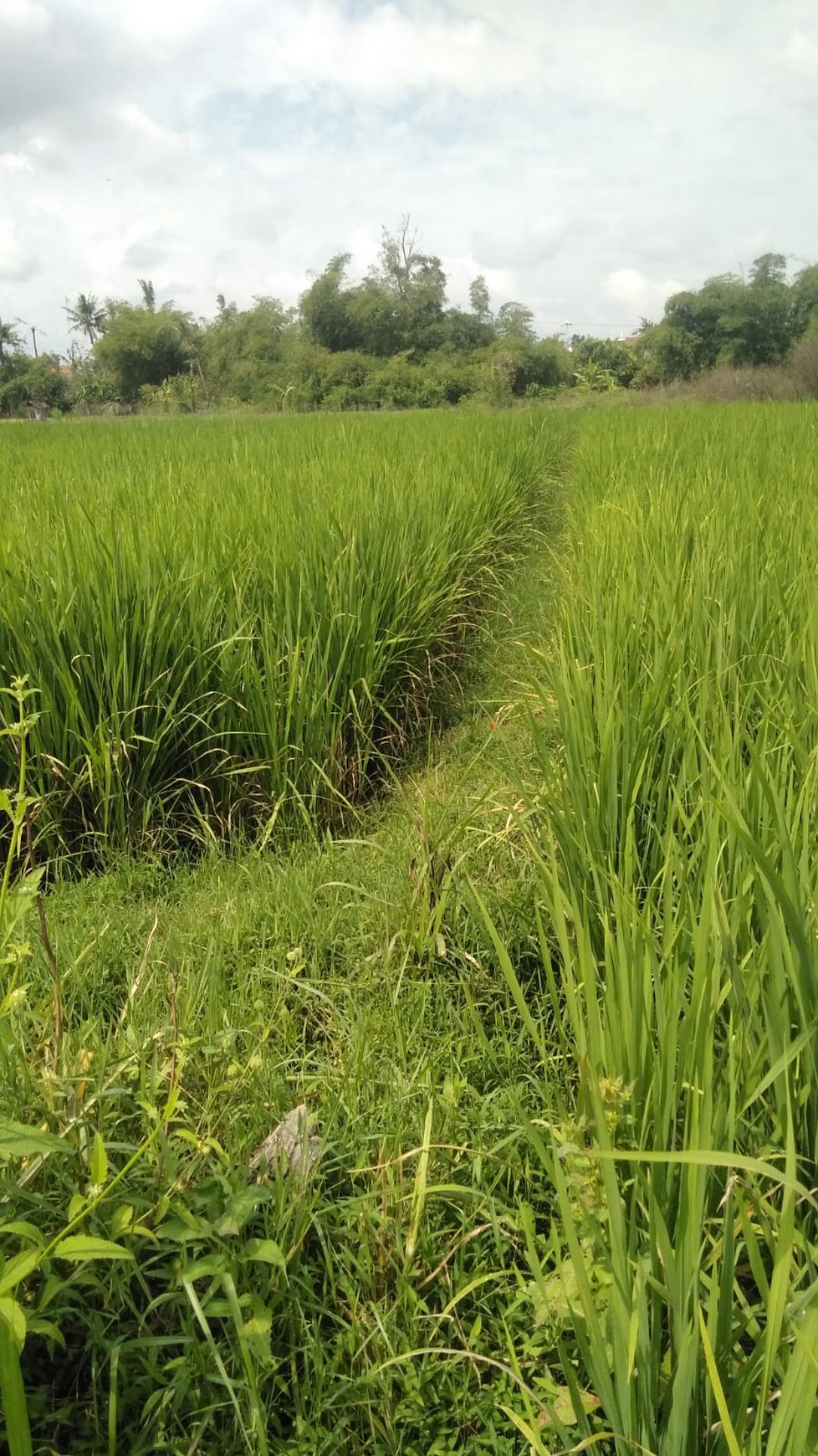 Tanah Sawah 872 Meter Persegi Lokasi Timbulharjo Sewon Bantul
