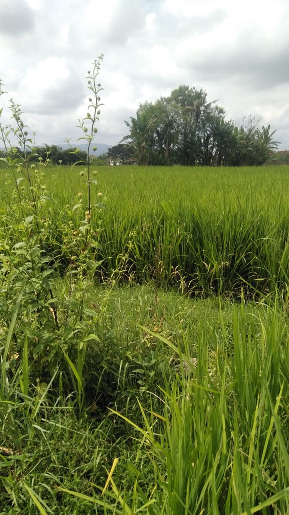 Tanah Sawah 872 Meter Persegi Lokasi Timbulharjo Sewon Bantul