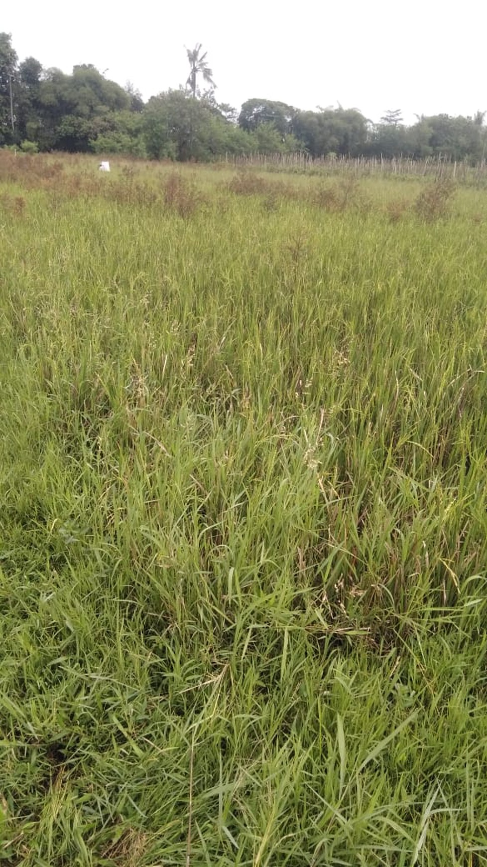 Tanah Sawah 872 Meter Persegi Lokasi Timbulharjo Sewon Bantul