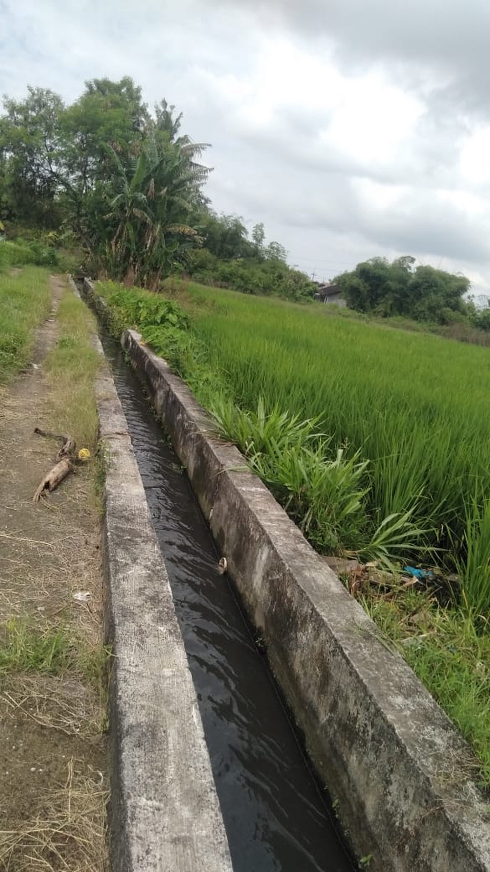 Tanah Sawah 640 Meter Persegi Lokasi Timbulharjo Sewon Bantul