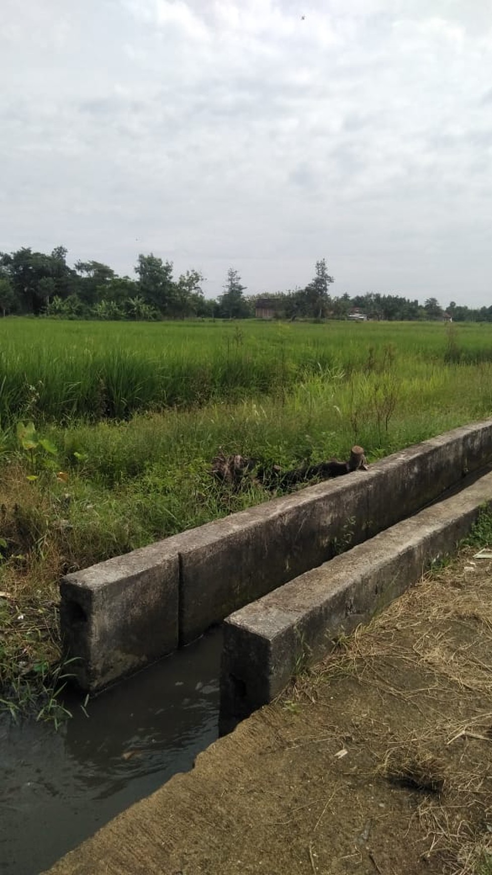 Tanah Sawah 640 Meter Persegi Lokasi Timbulharjo Sewon Bantul