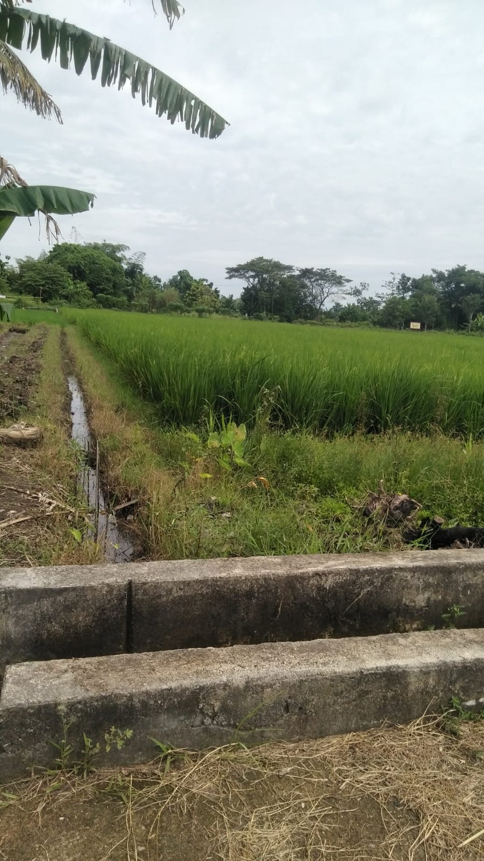 Tanah Sawah 640 Meter Persegi Lokasi Timbulharjo Sewon Bantul
