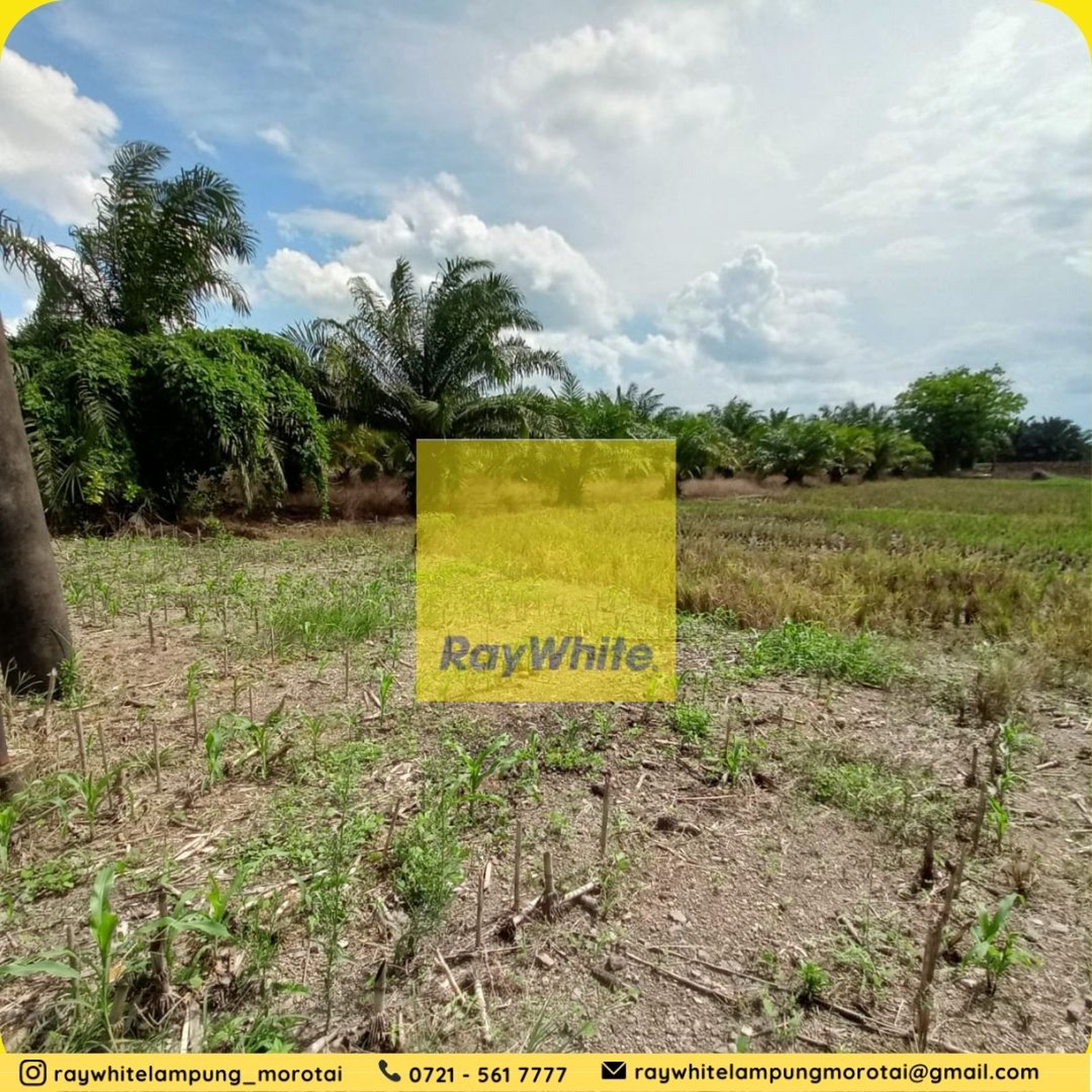 Dijual Tanah jl. lintas sumatera Kalianda lampung selatan Rp. 450 ribu /Meter