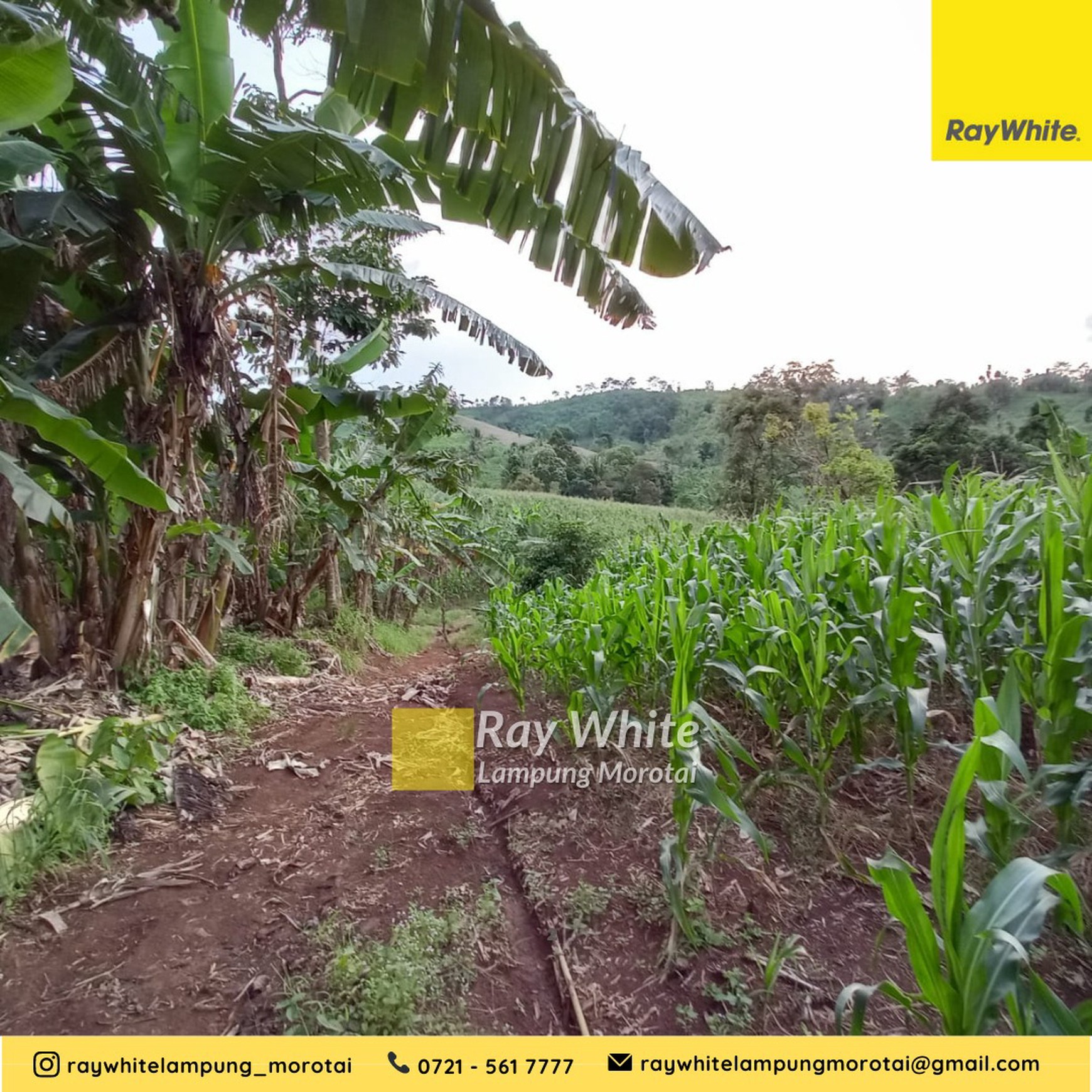 Dijual tanah kebun kalianda 50 ribu/meter