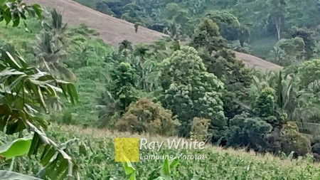 Dijual tanah kebun kalianda 50 ribu/meter