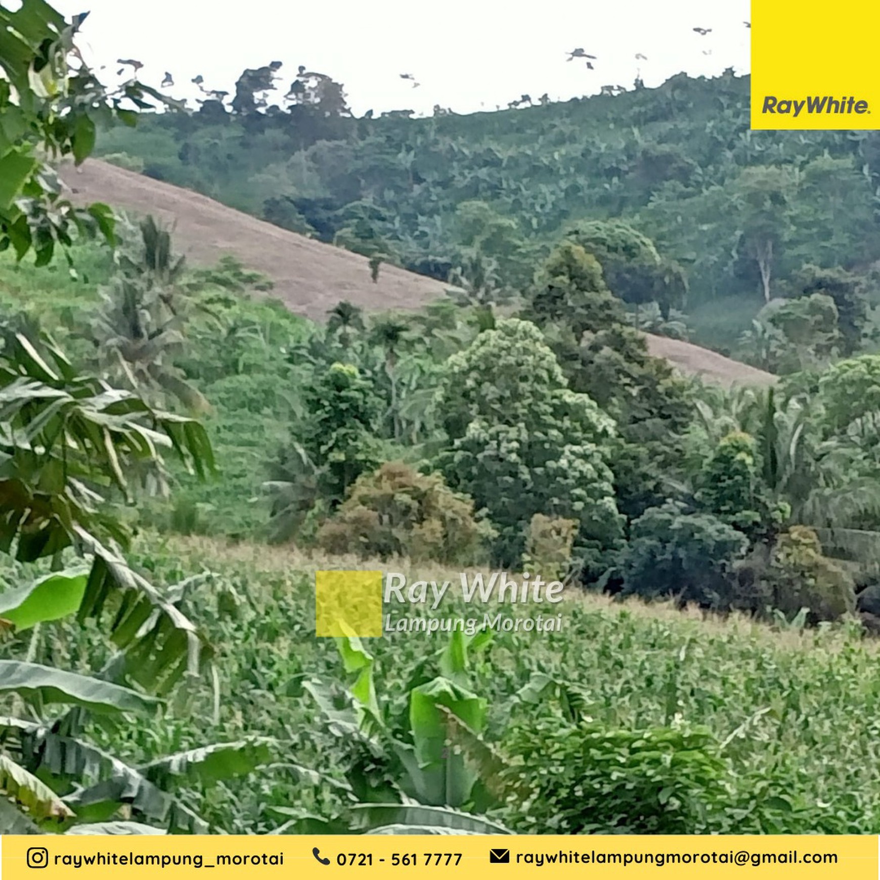 Dijual tanah kebun kalianda 50 ribu/meter