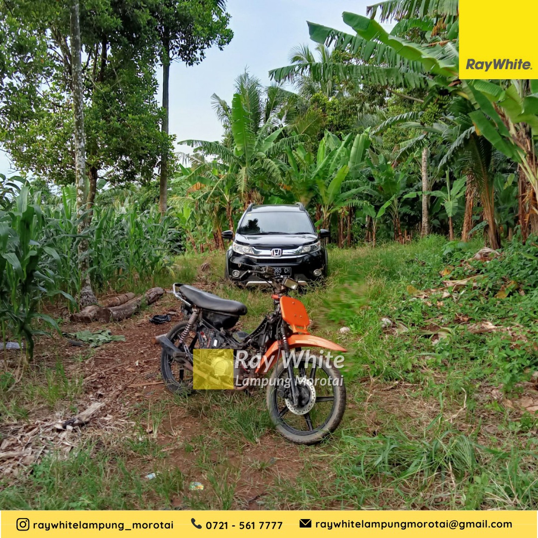 Dijual tanah kebun kalianda 50 ribu/meter