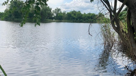 Cari Tambak Murah di Gresik? 1.1 Ha Siap usaha Ikan Bandeng, Nila, Emas -200rb/m2