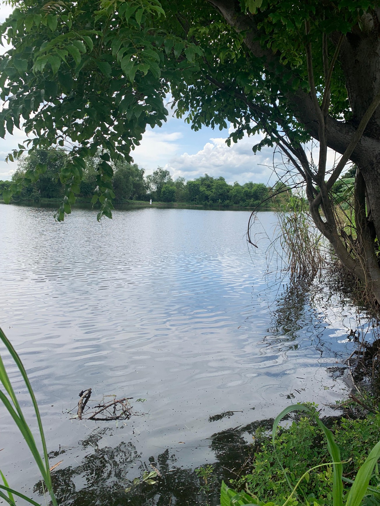 Dijual Lahan Tambak 1.1 Ha di Gresik - Bisa Buat Kolam Ikan, Padi & Penampungan Air 200rb/m2