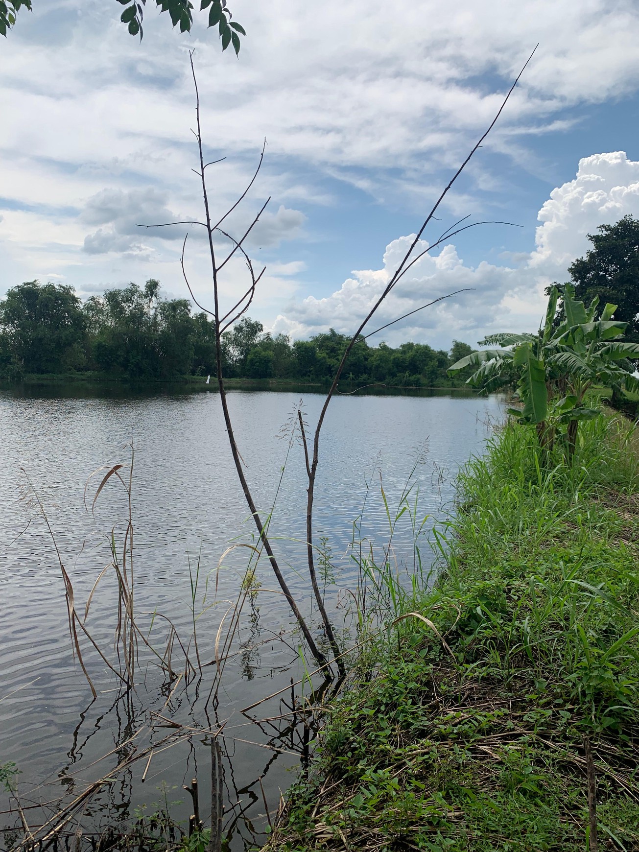 Dijual Lahan Tambak 1.1 Ha di Gresik - Bisa Buat Kolam Ikan, Padi & Penampungan Air 200rb/m2