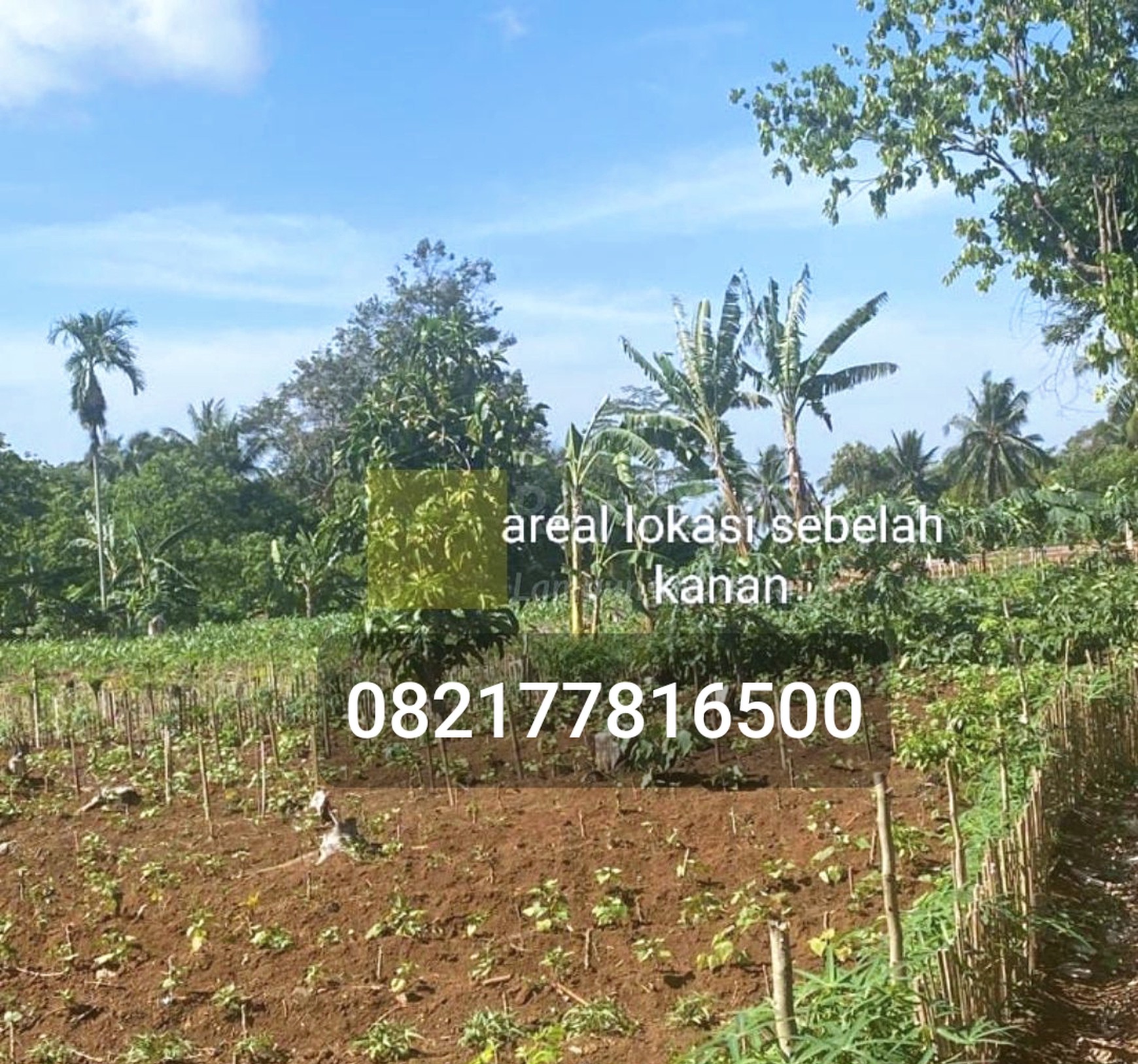 Dijual Tanah lokasi Katibung padasuka lampung selatan