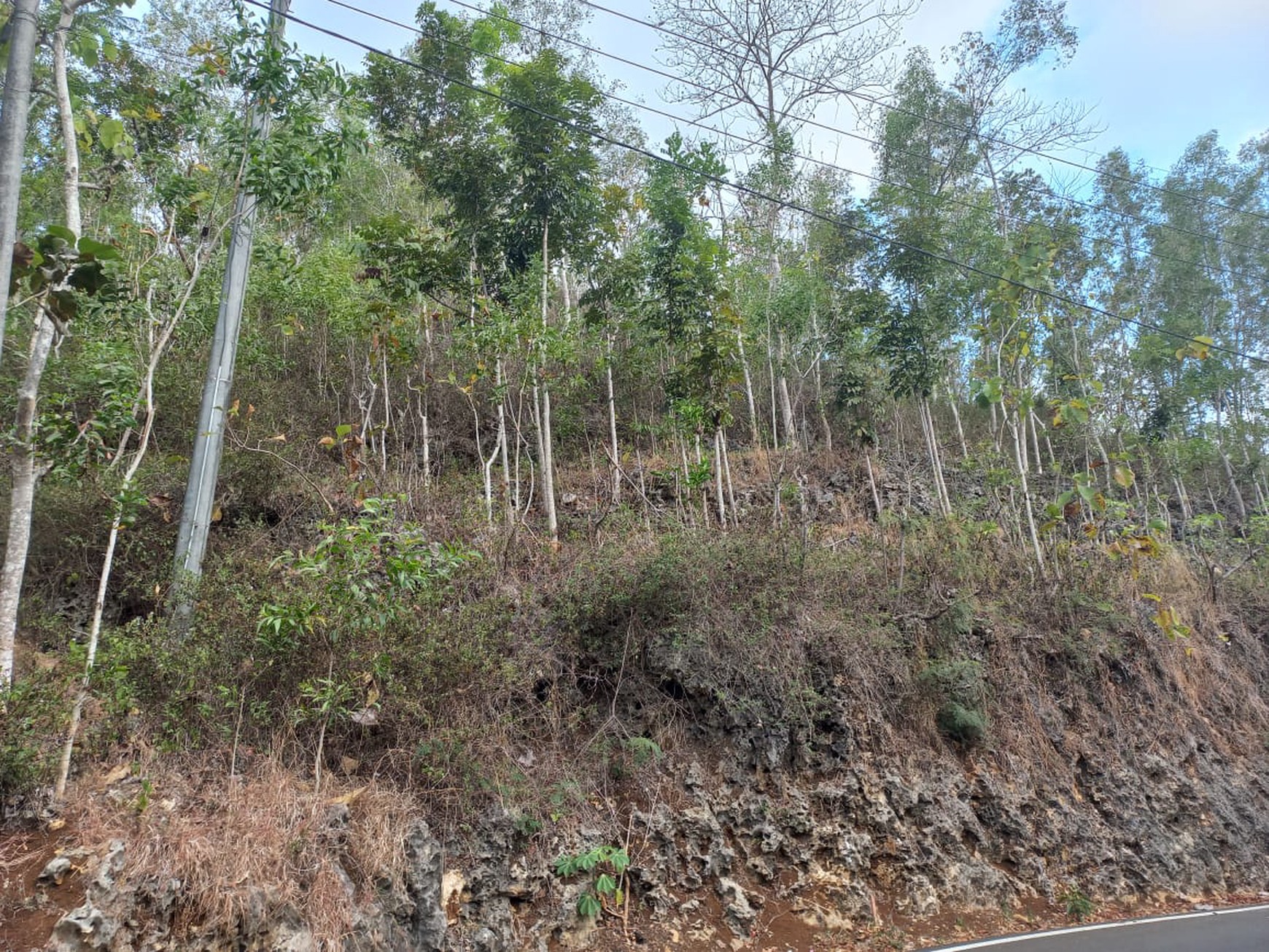 Tanah Luas 735 Meter Persegi Lokasi Strategis Dekat Kawasan Wisata Pacitan 
