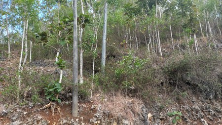 Tanah Luas 735 Meter Persegi Lokasi Strategis Dekat Kawasan Wisata Pacitan 