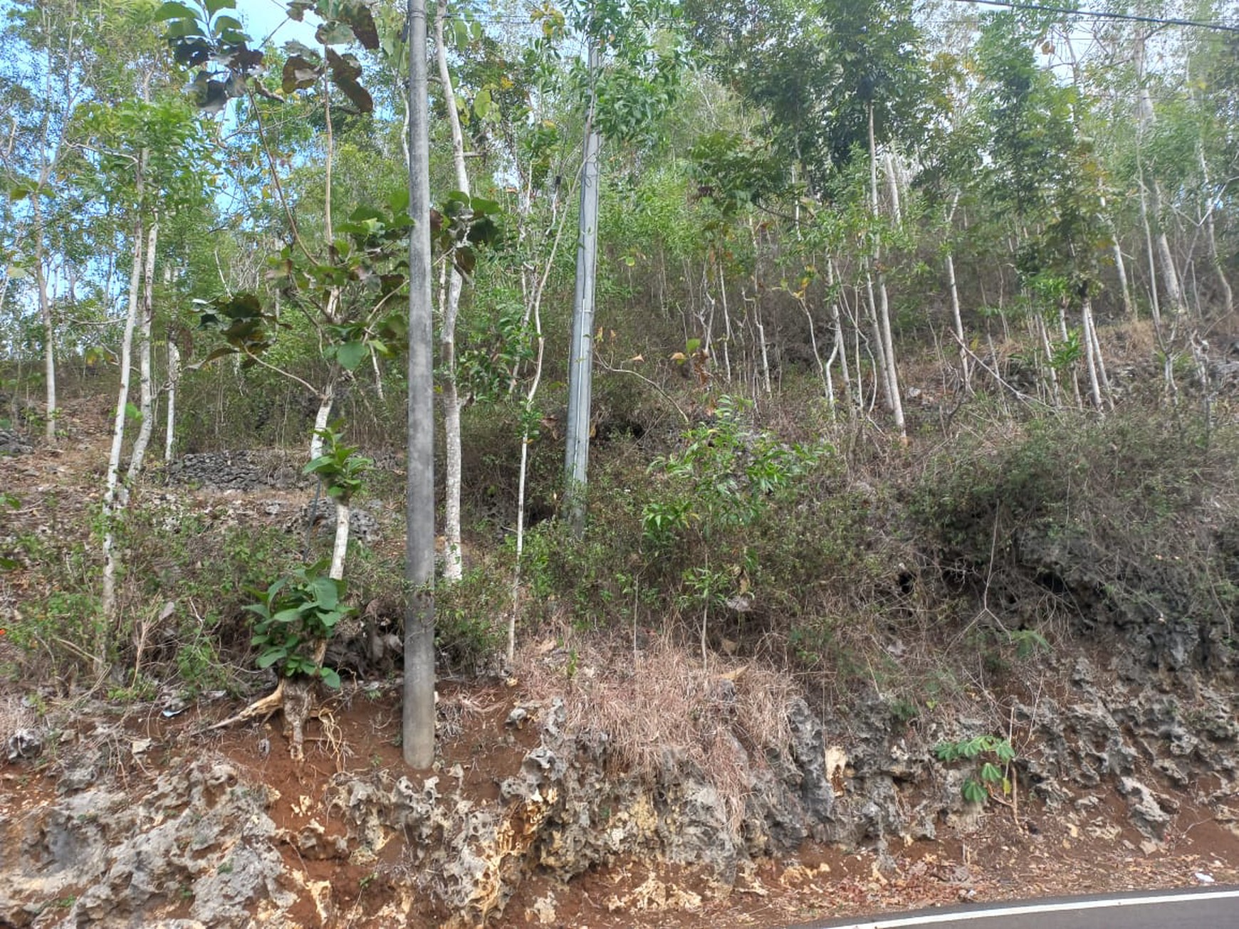 Tanah Luas 735 Meter Persegi Lokasi Strategis Dekat Kawasan Wisata Pacitan 