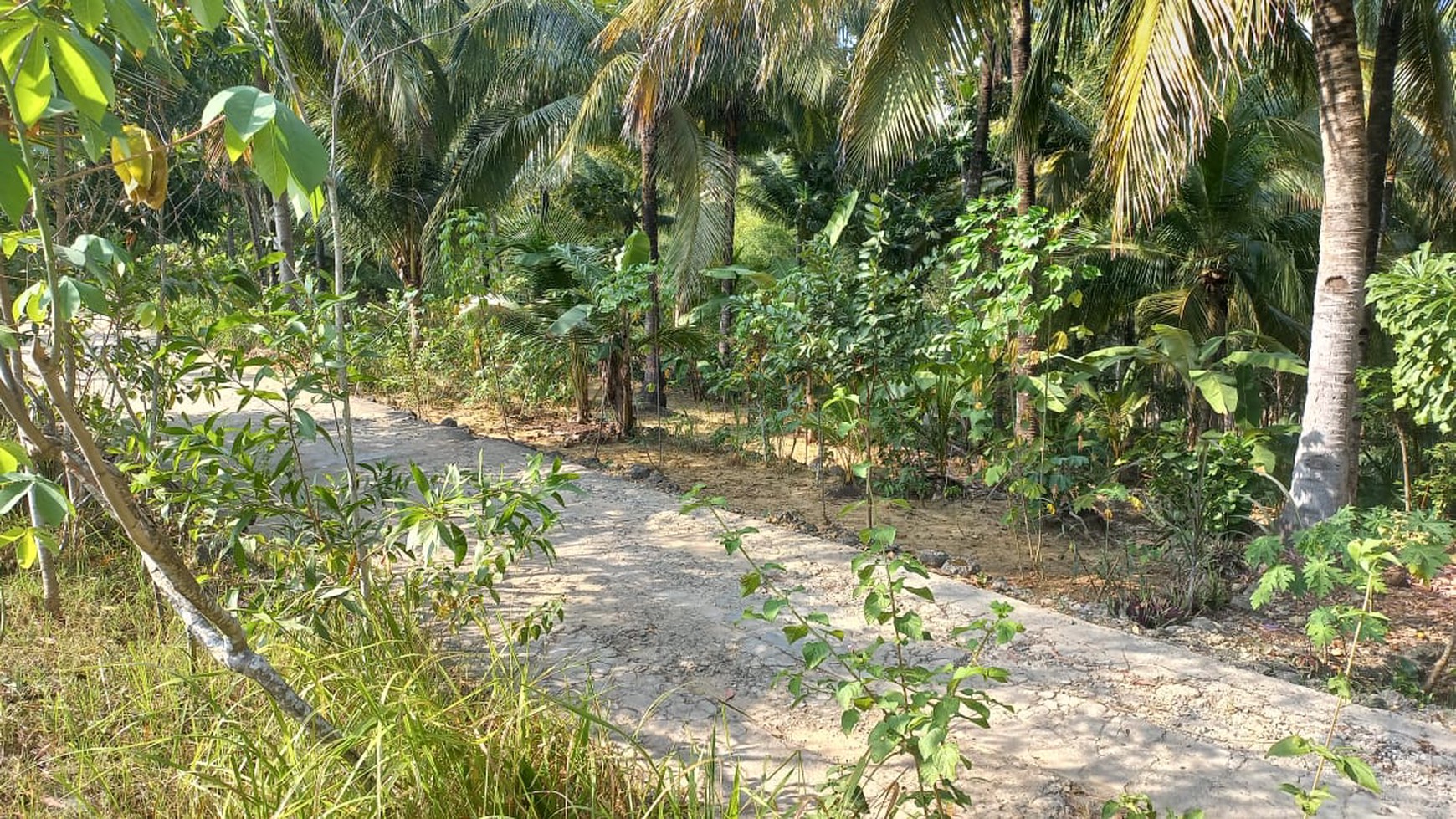 Tanah Luas 2580 Meter Persegi Lokasi Startegis Dekat Pantai Banyu Tibo Pacitan 