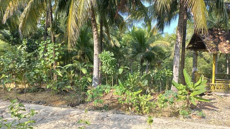 Tanah Luas 2580 Meter Persegi Lokasi Startegis Dekat Pantai Banyu Tibo Pacitan 