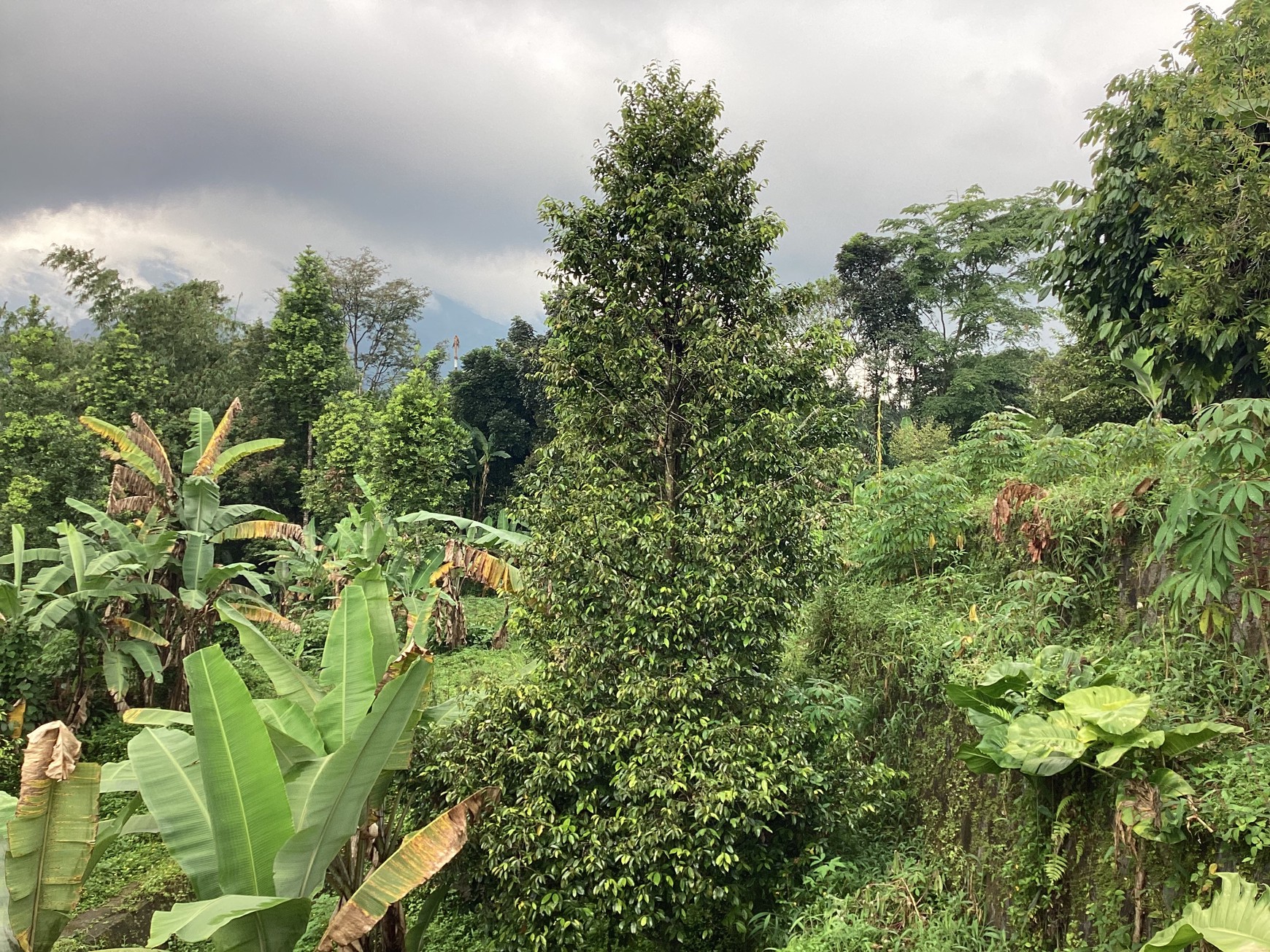 Tanah Dekat Highland Park Cocok Untuk Villa Alam