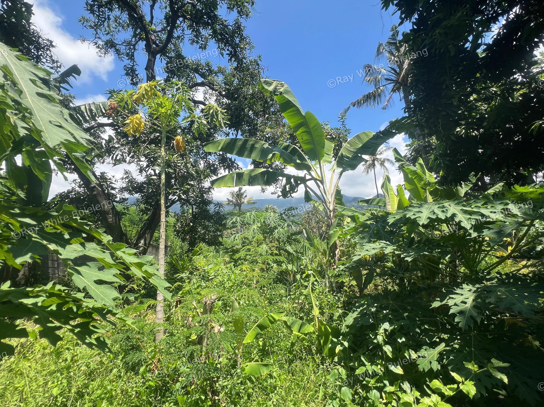 Eco-Rich Land with Subak Flow - Ideal for Agribusiness & Villa Development