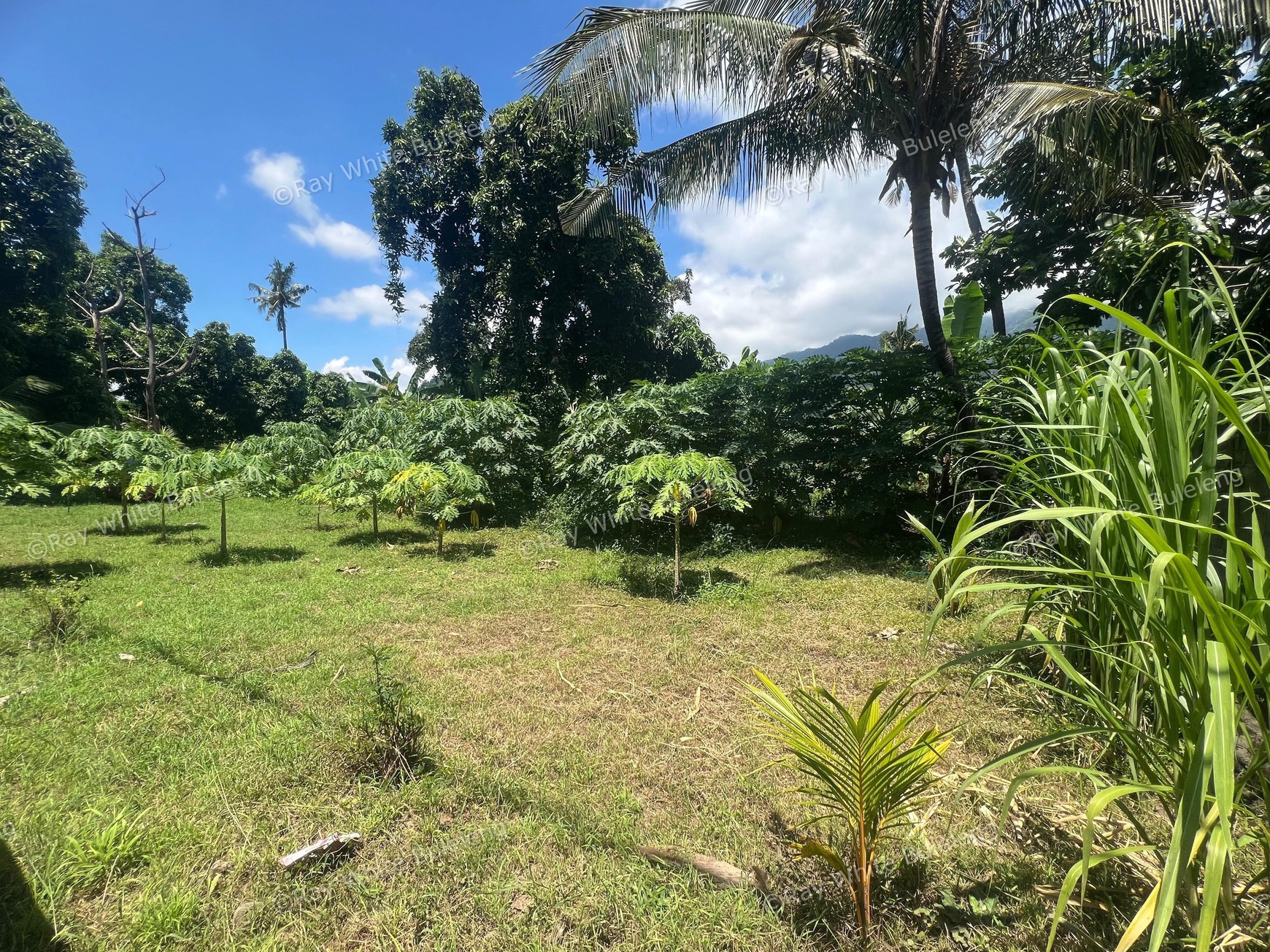 Eco-Rich Land with Subak Flow - Ideal for Agribusiness & Villa Development