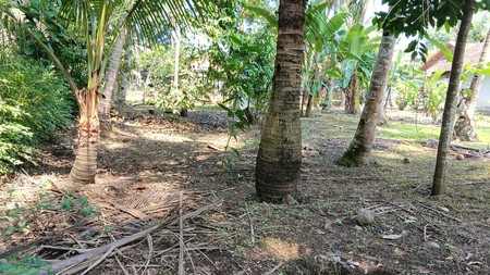 Tanah Luas 877 Meter Persegi Lokasi di Jalan Deandles Glagah Kulon Progo 