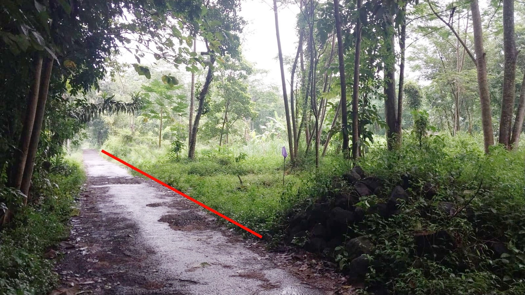Tanah Pekarangan 1400 Meter Persegi Cocok Untuk Homestay Lokasi Candibinangun Ngaglik Sleman