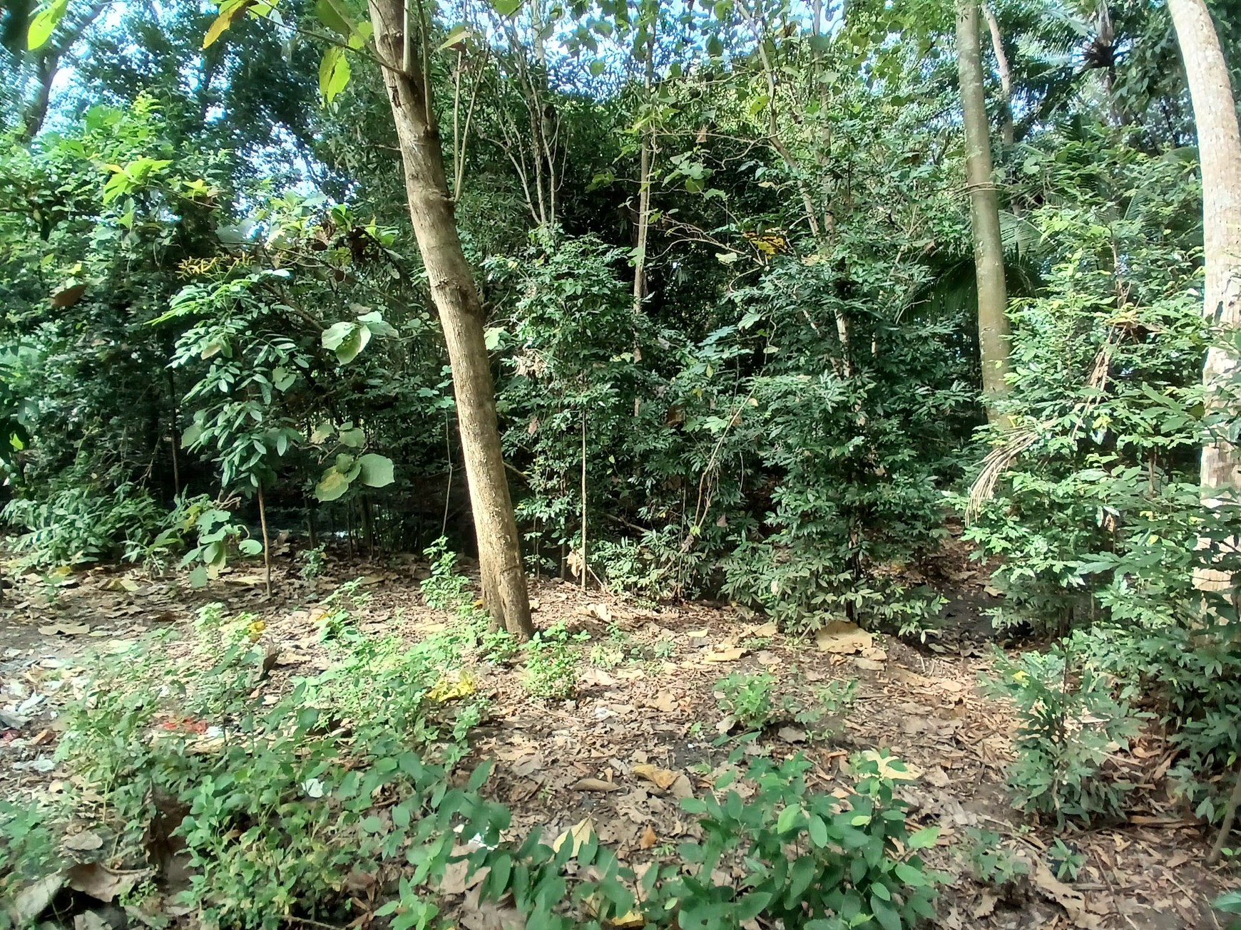 Tanah 619 Meter Persegi Cocok Untuk Usaha Lokasi Dekat Pasar Milir Kedungsari Pengasih Kulonprogo