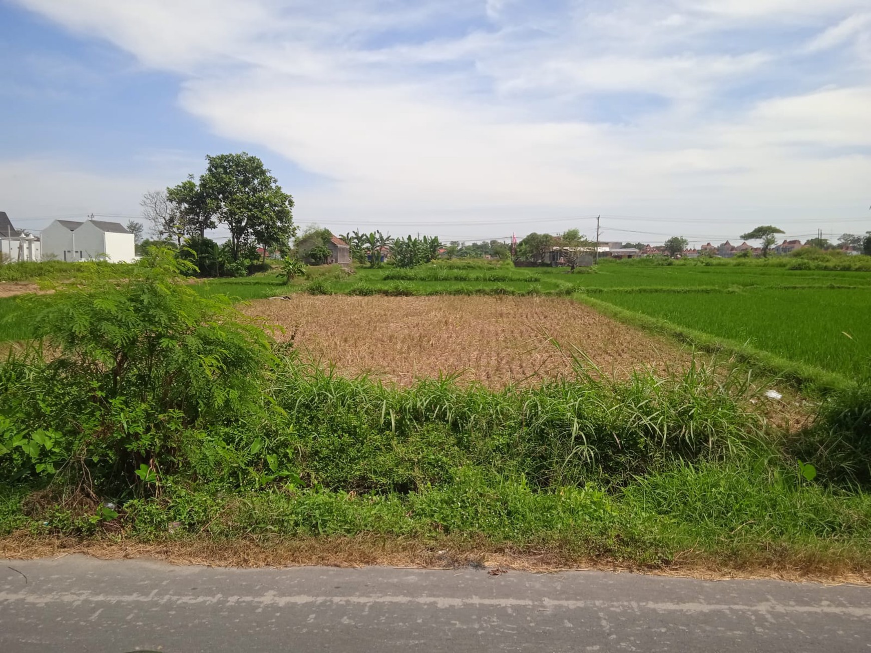 Tanah Sawah 2076 Meter Persegi Lokasi Dekat Candi Prambanan Klaten