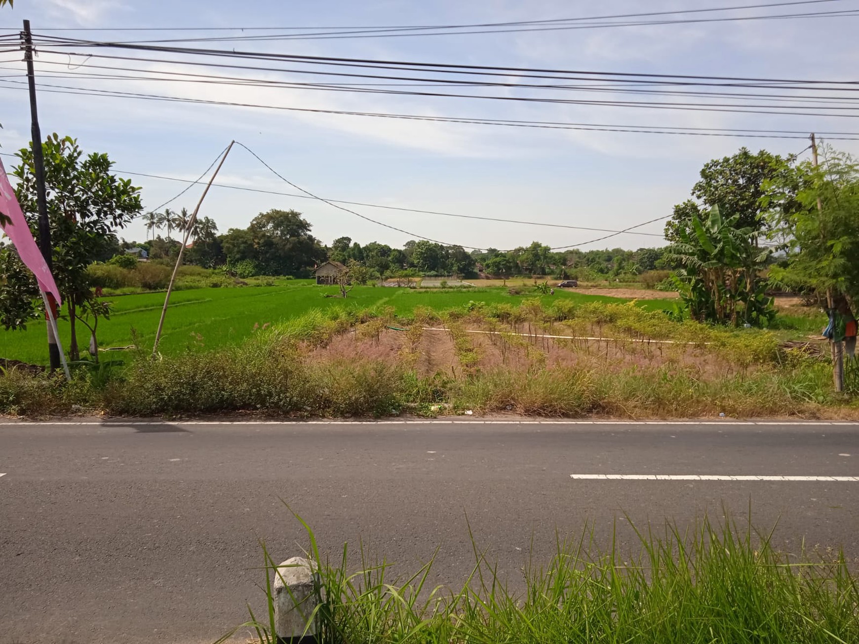 Tanah Sawah 2076 Meter Persegi Lokasi Dekat Candi Prambanan Klaten