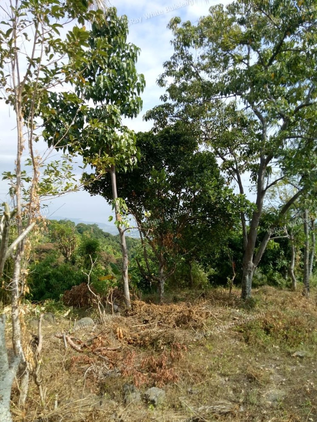 Land for sale ocean view in Lovina area