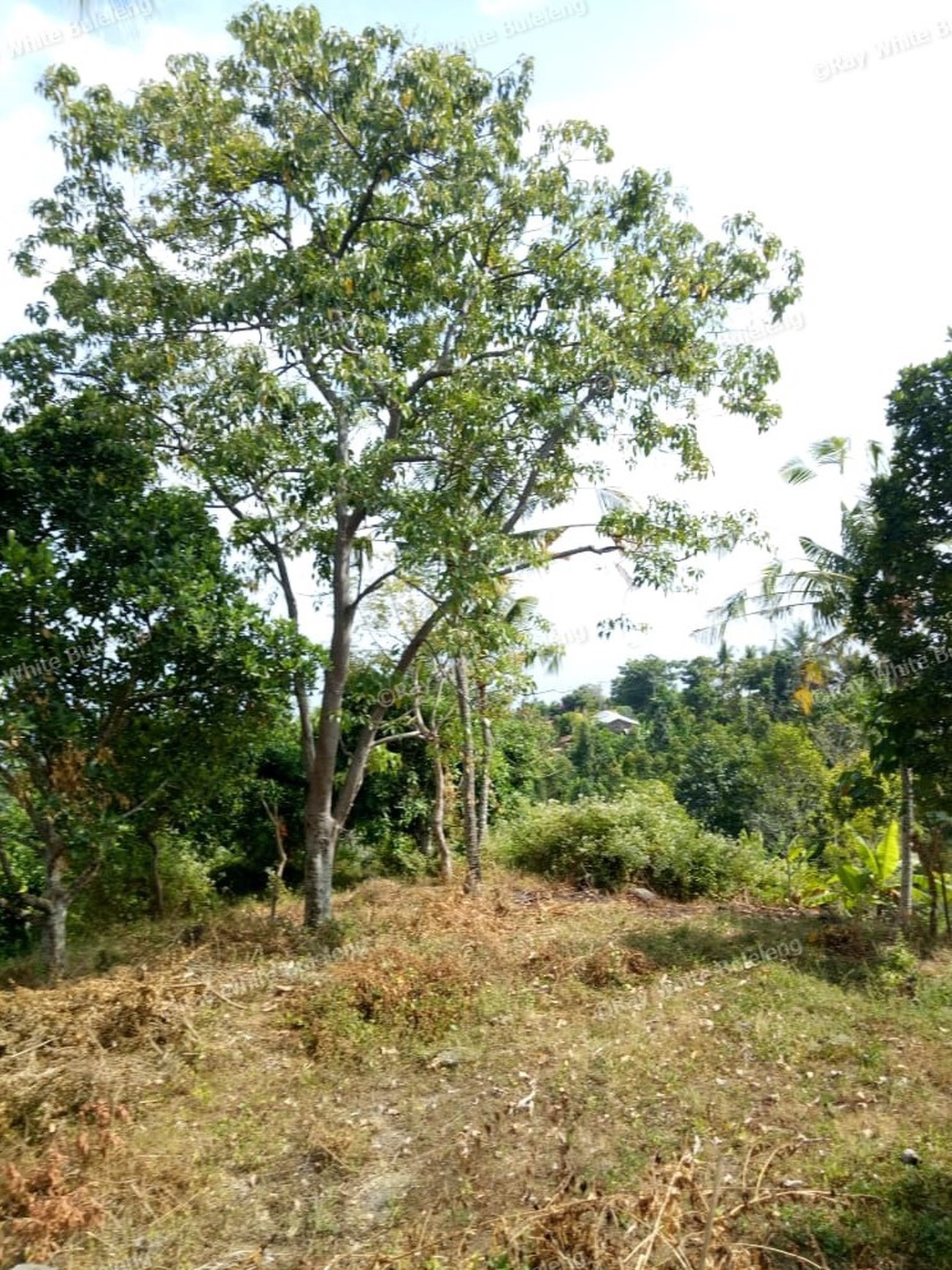 Land for sale ocean view in Lovina area