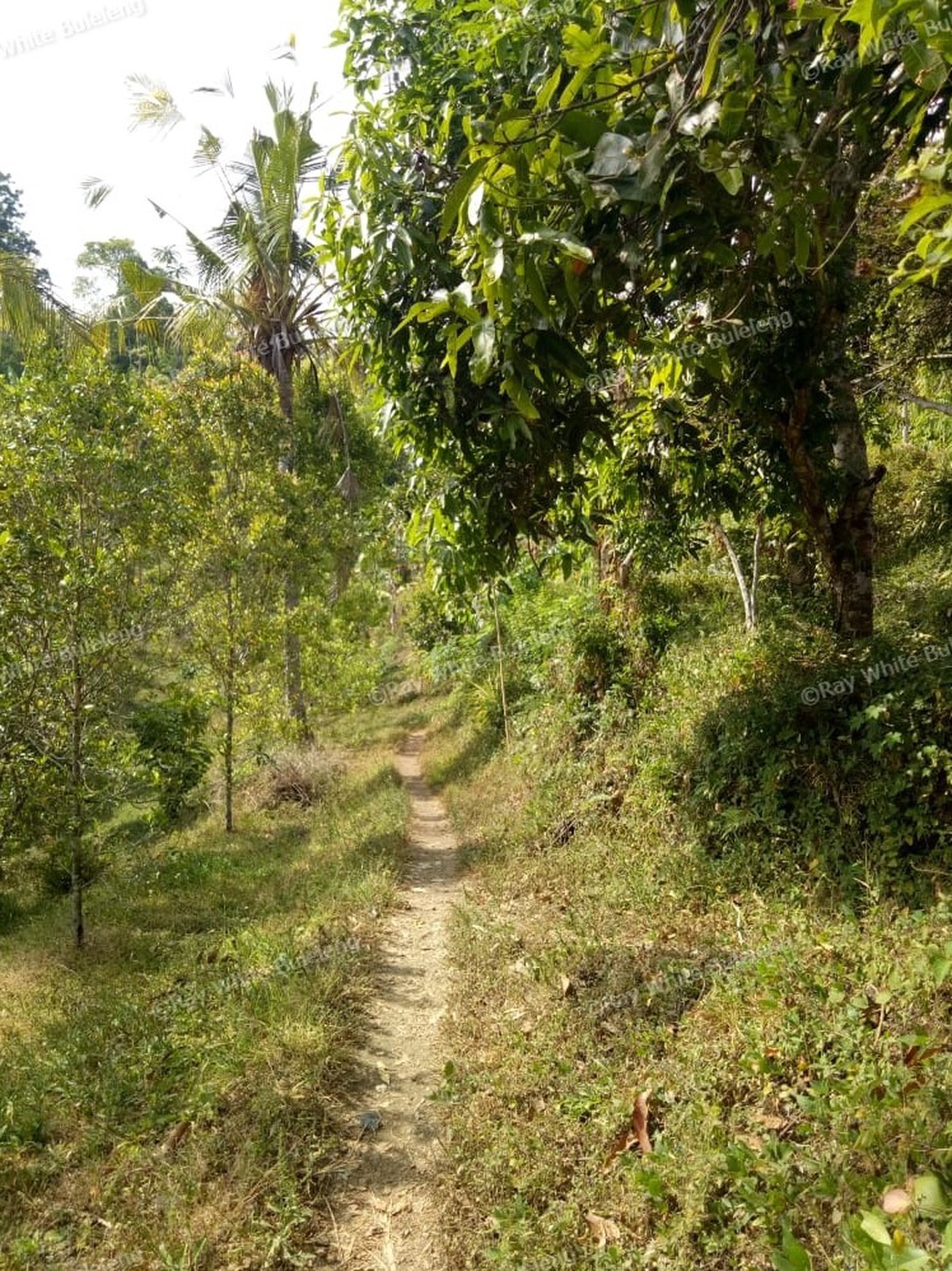 Land for sale ocean view in Lovina area