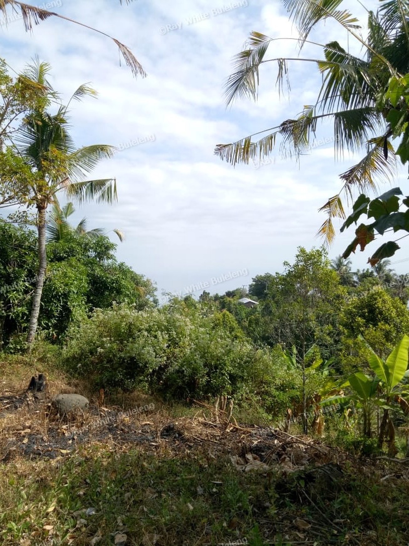 Land for sale ocean view in Lovina area