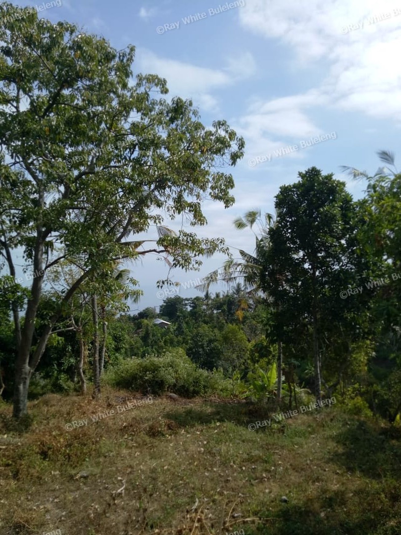 Land for sale ocean view in Lovina area