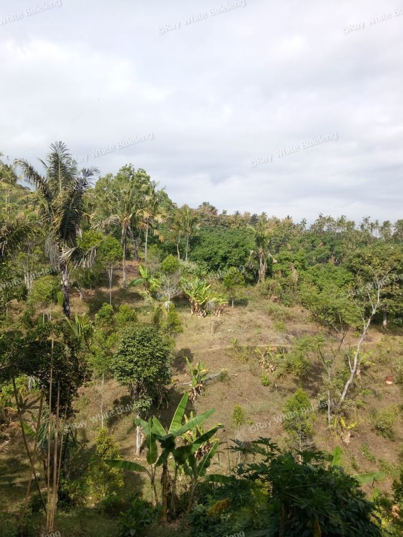 Land for sale ocean view in Lovina area