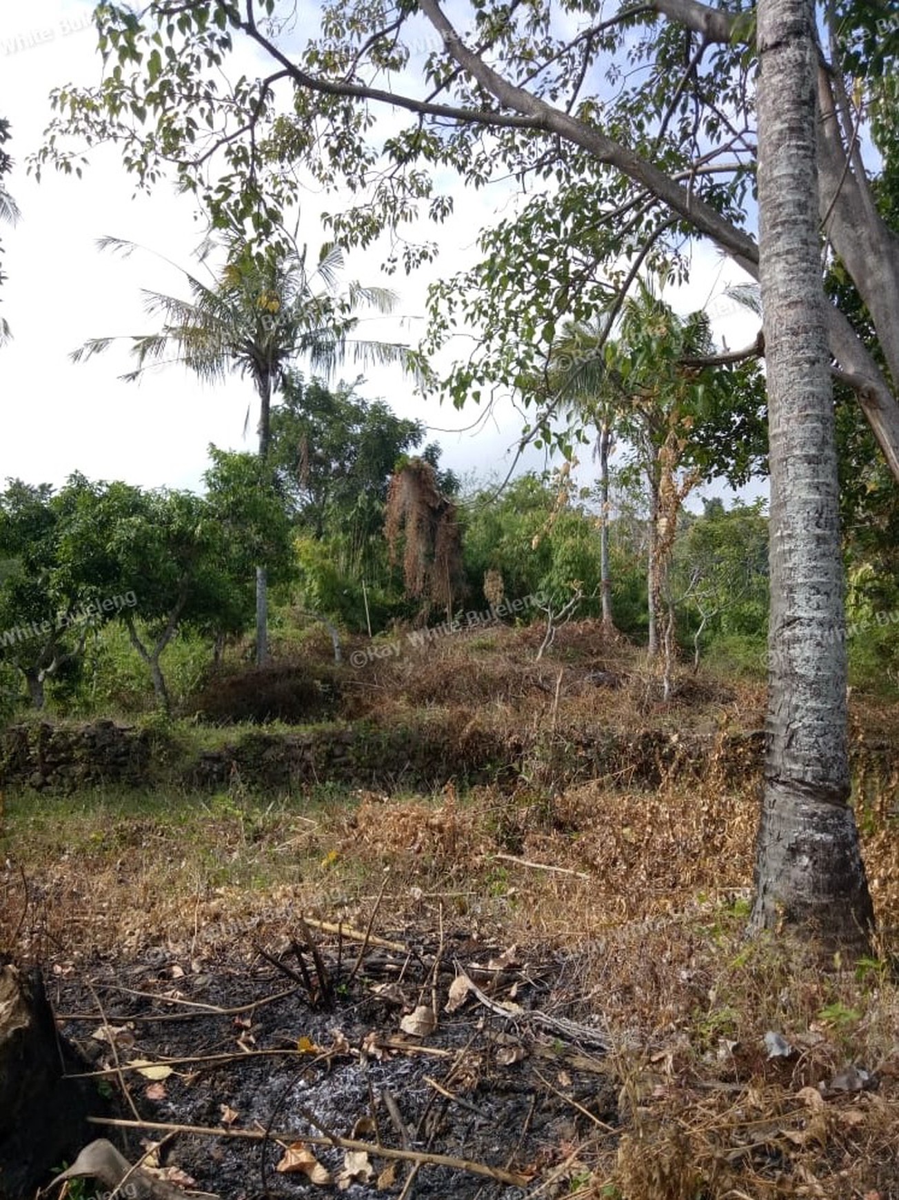 Land for sale ocean view in Lovina area