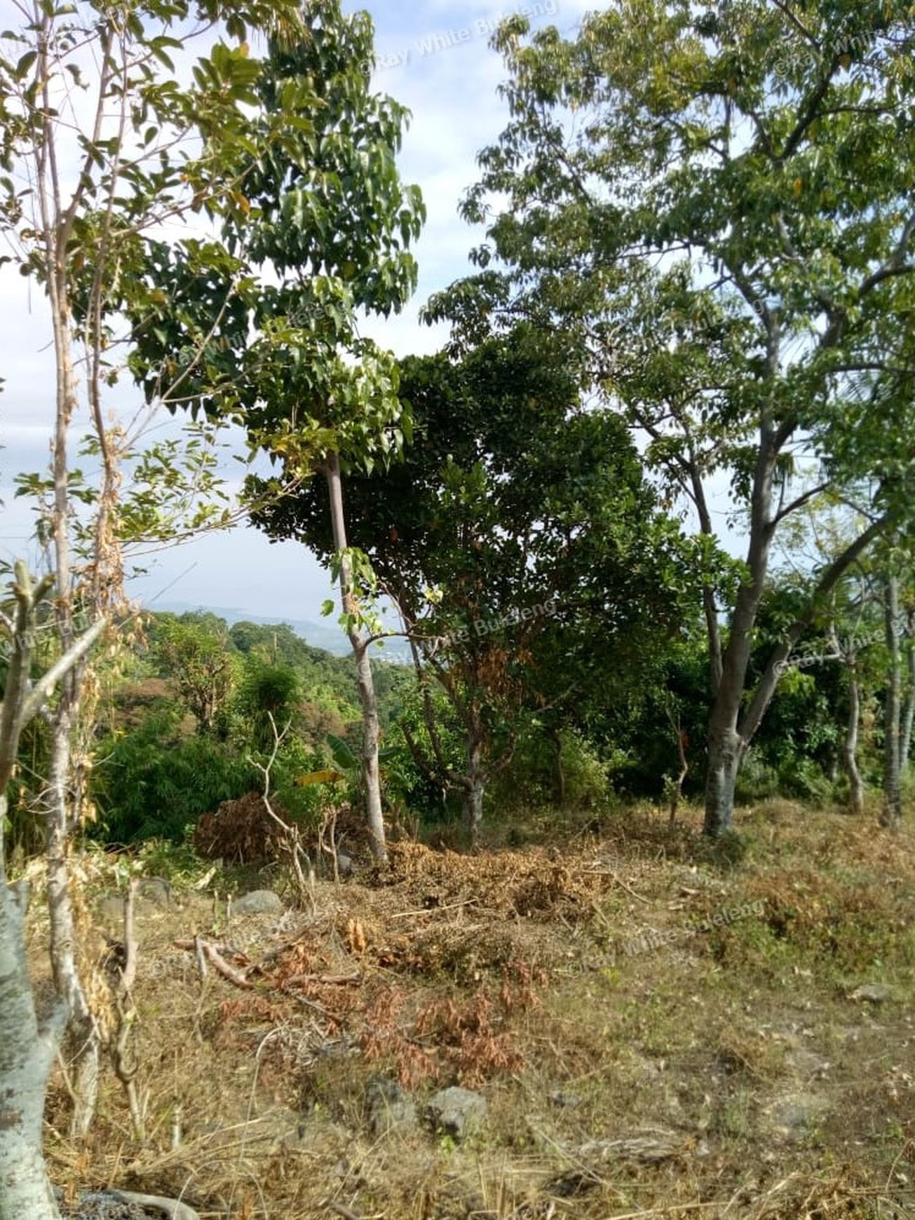 Land for sale ocean view in Lovina area