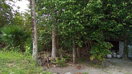 Tanah 2.434 Meter Persegi Di Bangunjiwo Kasihan Bantul