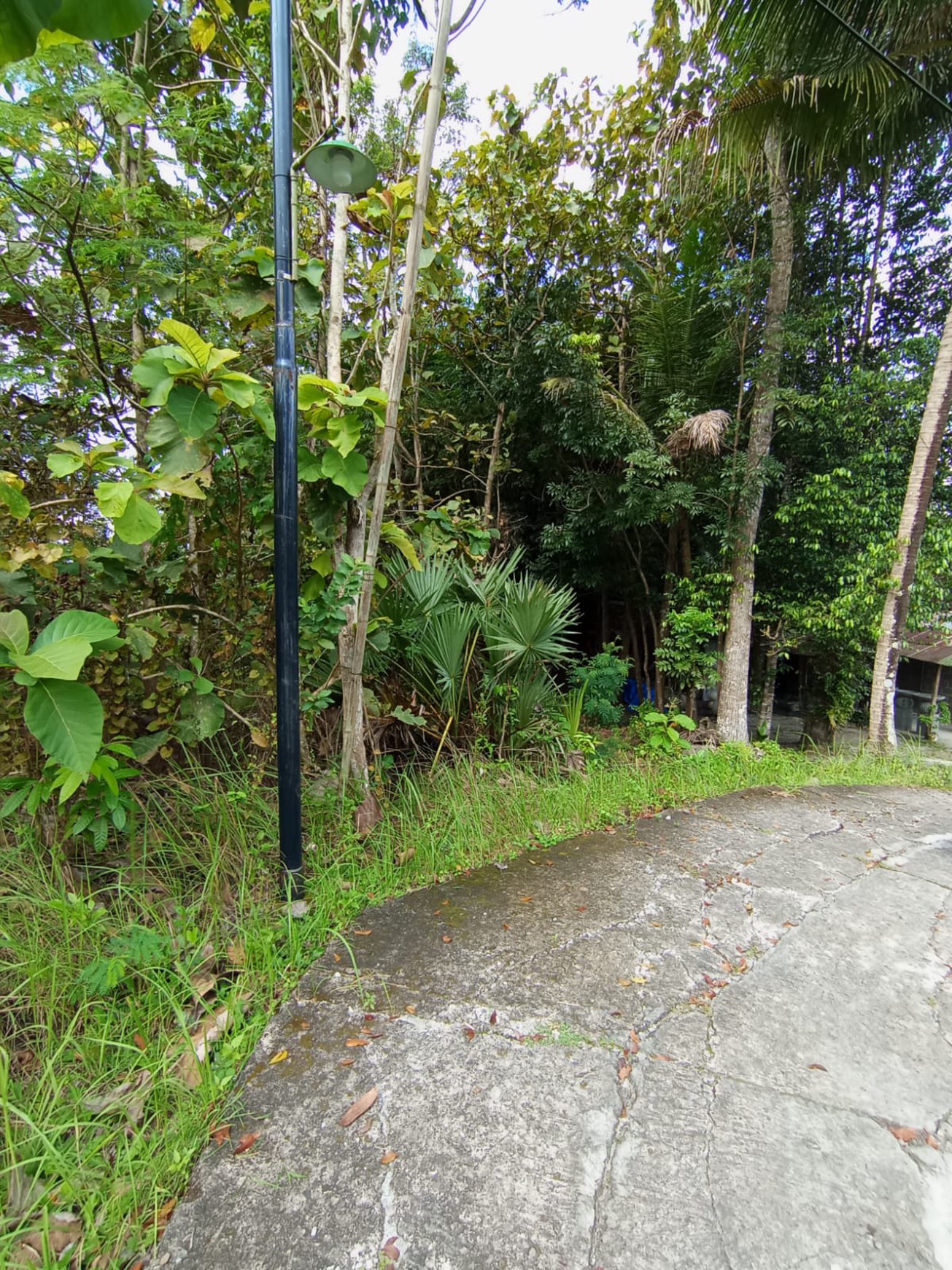 Tanah 2.434 Meter Persegi Di Bangunjiwo Kasihan Bantul