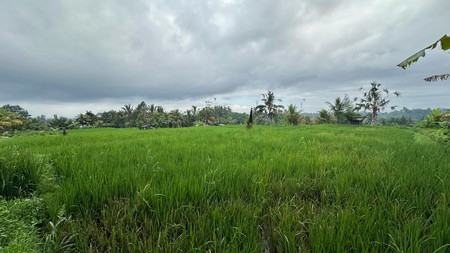 Prime Land with Scenic Rice Fields & Mountain Views in Tegalalang, Gianyar