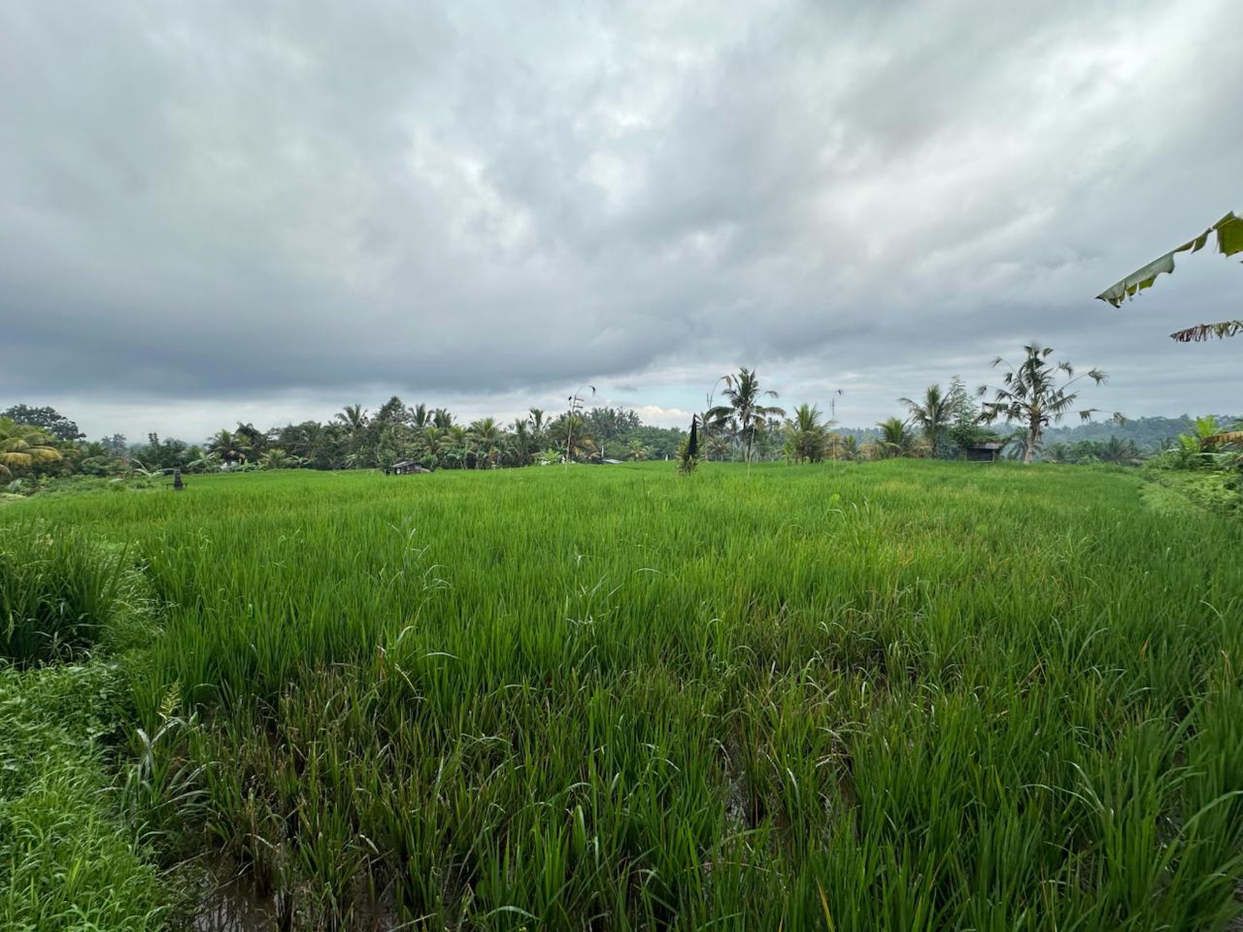 Prime Land with Scenic Rice Fields & Mountain Views in Tegalalang, Gianyar